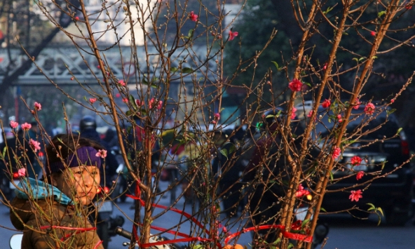 Đào bày bán nhiều nơi mang không khí Tết về khắp phố phường