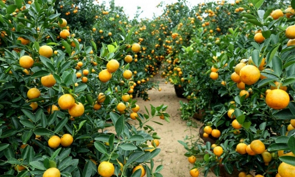 Làng quất cảnh Hội An vắng bóng người mua dù Tết Tân Sửu 2021 đang cận kề