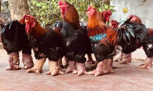 Gà Đông Tảo với đôi chân 'khủng' được trả giá 20 triệu đồng vẫn không mua được