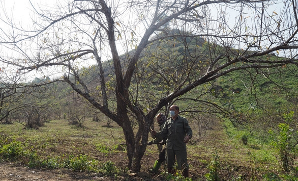 Sơn La chính thức phát hành hơn 10.000 tem dán cho cây đào vườn