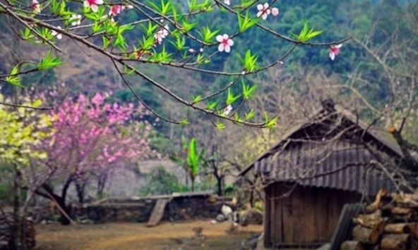 Tuyệt đối không được gây khó khăn cho người dân và doanh nghiệp khai thác đào, mai