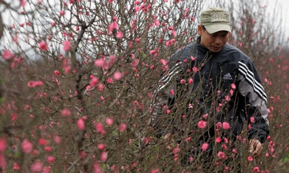 Bộ NN&PTNT: Chỉ nên kiểm tra cành đào khi có dấu hiệu vi phạm pháp luật