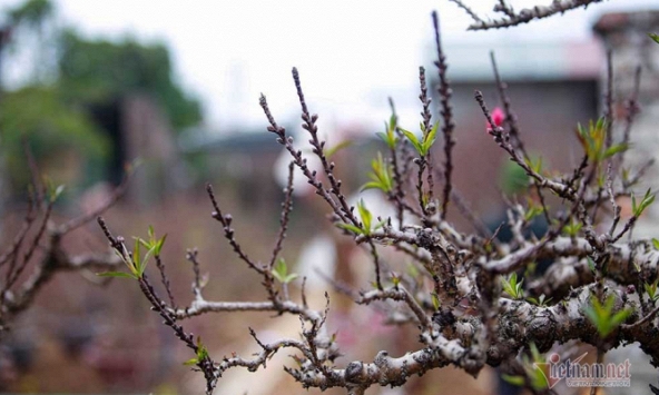 Đào Thất Thốn được trang bị điều hòa hai chiều chờ nở hoa đúng vào dịp Tết Tân Sửu 2021