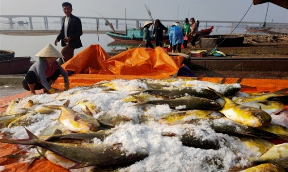 Ngư dân Hà Tĩnh thu 600 triệu đồng nhờ trúng đậm mẻ cá chim vàng