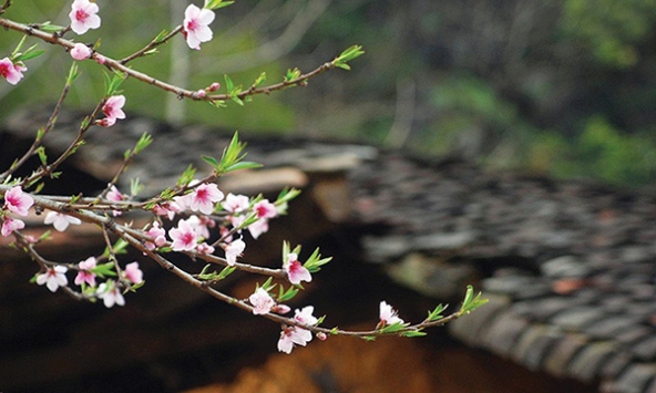 Hạnh phúc là hiện tại, nào phải chúc tụng đâu xa...