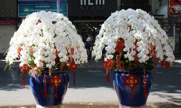 Lan công chúa nhập từ Nhật về giá 1 triệu đồng/cành vẫn đắt khách