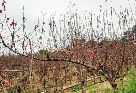 Cành đào huyền giá tới 4-5 triệu đồng nhưng vẫn không đủ hàng bán