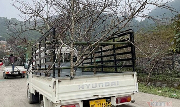 Xe chở đào từ Lào ồ ạt tập kết ở khu vực biên giới, nhập cảnh trái phép vào Việt Nam