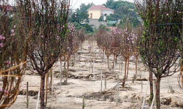 Hàng chục hộ dân ở Hải Dương lo lắng trước nguy cơ mất trắng vụ đào bán Tết