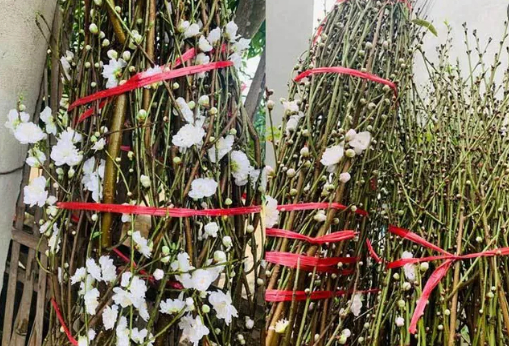 Bạch đào có bông trắng muốt như tuyết được nhiều người lùng mua chơi Tết Tân Sửu 2021