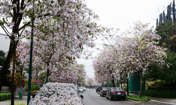 Hoa ban Tây Bắc bung nở rực rỡ giữa lòng Hà Nội