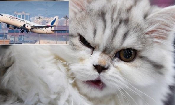 Máy bay phải hạ cánh khẩn vì bị mèo chui vào buồng lái tấn công phi công