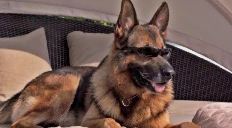 Gia tộc chó giàu nhất thế giới