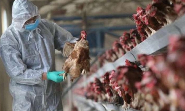 Lần đầu tiên thế giới ghi nhận cúm A H5N8 lây từ gia cầm sang người