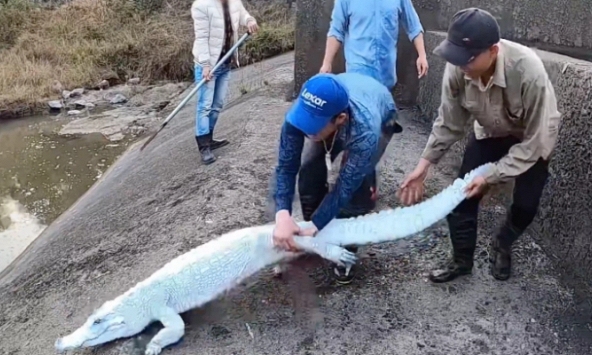 YouTuber Việt dùng sơn trắng làm giả cá sấu bạch tạng gây phẫn nộ