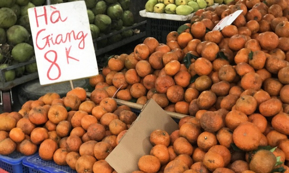 Sự thực về cam sành đặc sản giá rẻ 8.000 - 10.000 đồng/kg