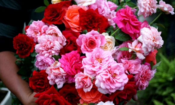 Gần dịp lễ 8/3, giá hoa hồng tăng mạnh, gấp 5 - 6 lần