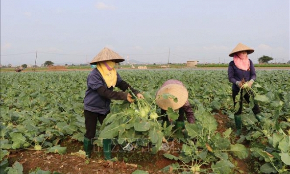 'Lao đao' su hào, bắp cải Bắc Ninh
