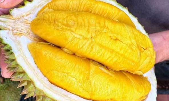 Sầu riêng ngon nhất thế giới bất ngờ được bán với giá rẻ chưa từng có