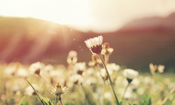 Cảm ơn đời, mỗi sớm mai…