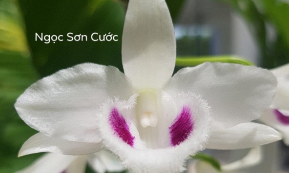 Xôn xao thương vụ chuyển giao lan var Ngọc sơn cước giá 250 tỷ đồng