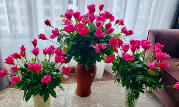 Hoa hồng lại rớt giá, bán rẻ như cho