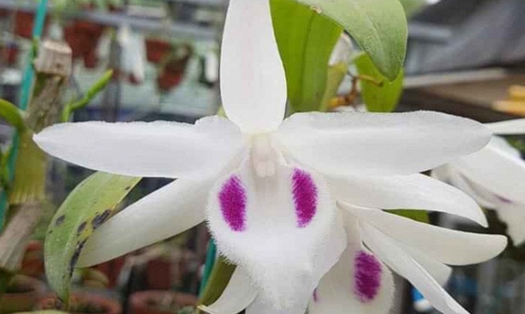 Nhiều thương vụ mua bán lan đột biến hàng trăm tỷ đồng giả tràn lan khiến người chơi sập bẫy