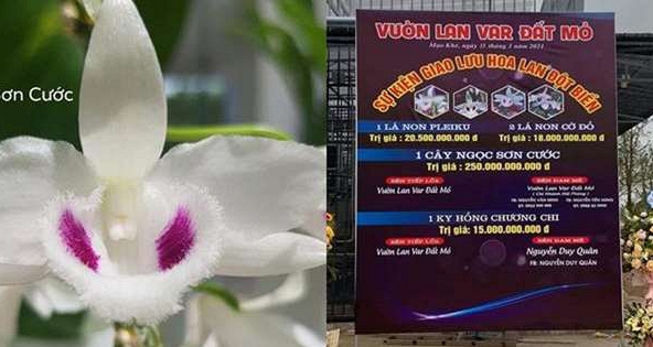 Chủ vườn lan var Đất Mỏ lên tiếng về vụ giao dịch lan đột biến gần 300 tỷ đồng