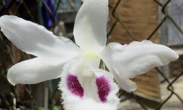 Hầu hết các giao dịch lan đột biến tiền tỷ là ảo