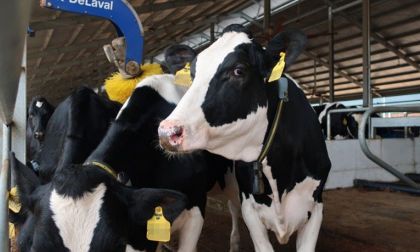 Thêm 2.100 con bò sữa từ Mỹ đã gia nhập đàn tại trang trại Vinamilk Quảng Ngãi