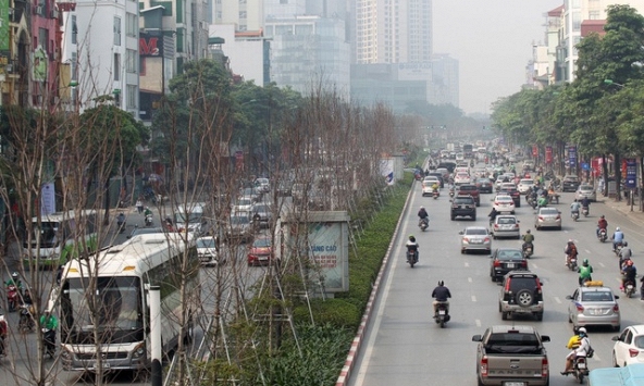 Hà Nội sẽ thay thế toàn bộ cây phong lá đỏ trên đường Nguyễn Chí Thanh và Trần Duy Hưng