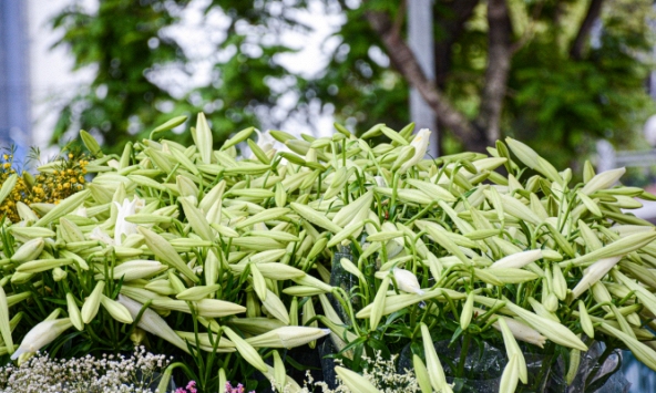 Hoa loa kèn đầu mùa từ vườn ra phố