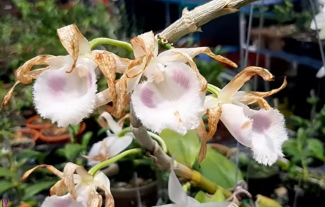 Công an Hà Nội vào cuộc xác minh thông tin chủ vườn lan đột biến ôm hàng chục tỷ bỏ trốn