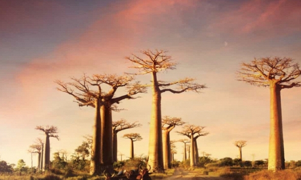 Những loài thực vật độc đáo nhất hành tinh