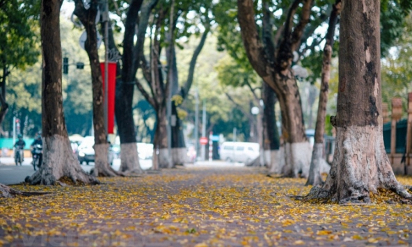 Hà Nội đẹp mơ màng trong mùa lá sấu bay