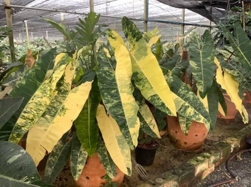 Lá cây kiểng đột biến có giá lên đển nửa tỷ đồng