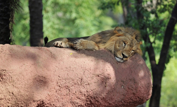 8 con sư tử tại vườn thú Ấn Độ mắc Covid-19