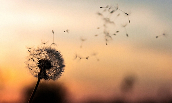 Còn hằn học còn đau khổ