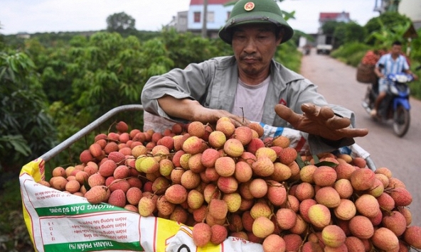 Vải thiều Hải Dương sẽ được bán trực tuyến trên các sàn thương mại điện tử