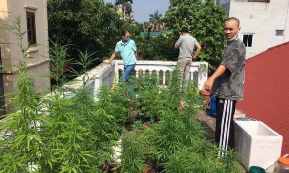 Hà Nội: Phát hiện vườn cần sa trên nóc một ngôi nhà