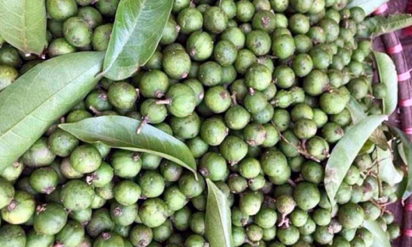 Sấu non đầu mùa chỉ còn 40.000 đồng/kg