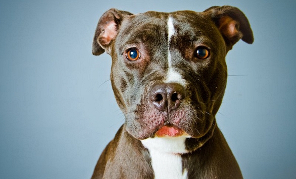 Những nước cấm nuôi giống chó Pitbull