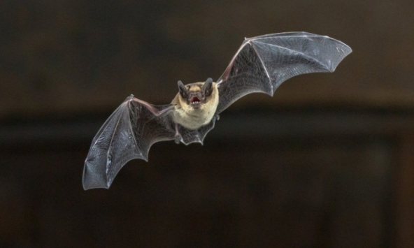 Viện Virus học Vũ Hán công bố phát hiện mới về virus corona