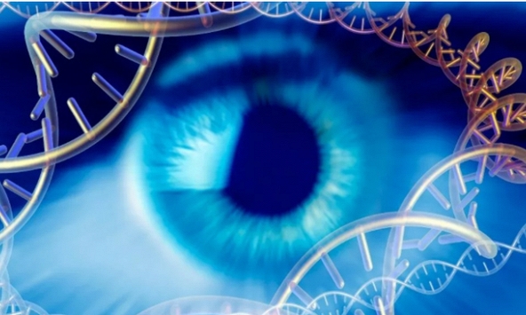 Khôi phục một phần thị lực cho người khiếm thị nhờ liệu pháp gene từ tảo đơn bào