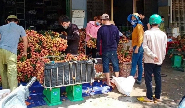 Thông tin vải Lục Ngạn bị thương lái thu mua ép giá còn 2.000 đồng/kg là sai sự thật