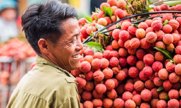 “Giải cứu” làm giá các mặt hàng nông sản của tỉnh Bắc Giang đều giảm