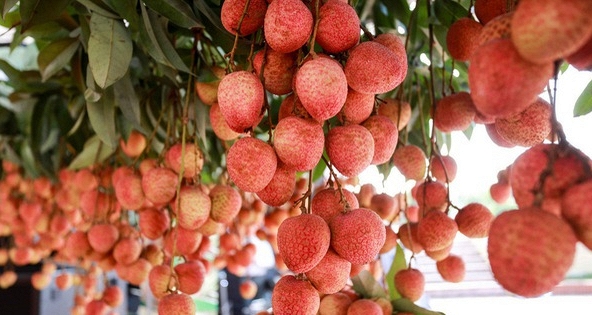 Vải thiều Bắc Giang được bán với giá ưu đãi vào khung giờ vàng khi mua online
