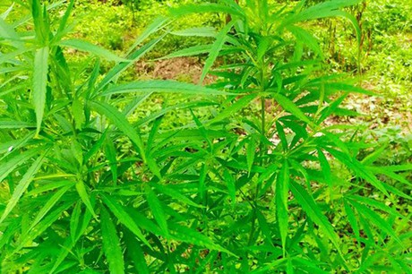 Chủ nhân của vườn cần sa 3000m2 ở bãi giữa sông Hồng là người nước ngoài