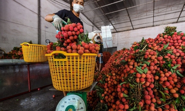 Giá bán vải thiều Bắc Giang tại TP.HCM lên tới 60.000 đồng/kg