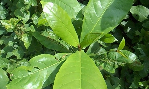 Lá bàng non đang bán khắp chợ mạng với giá đắt đỏ
